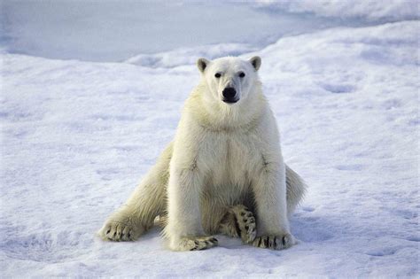 This is Arctic Living .